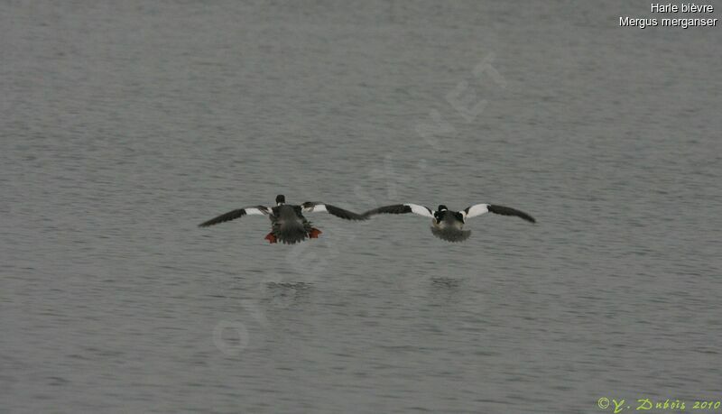 Common Merganser