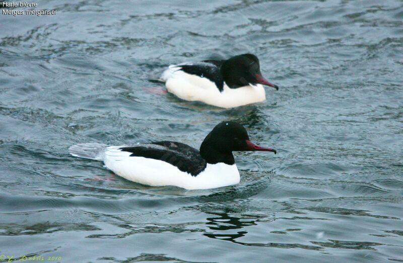 Common Merganser