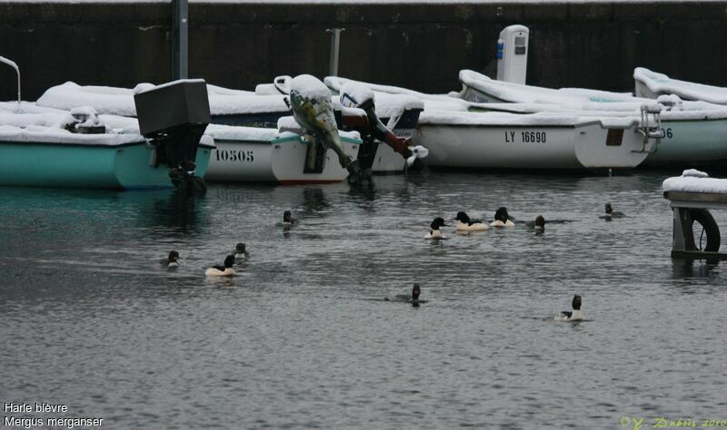 Common Merganser