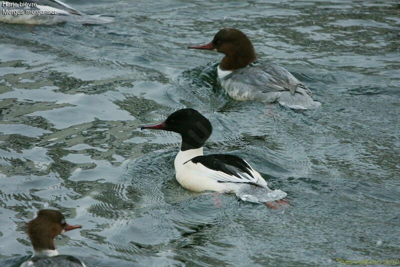 Common Merganser