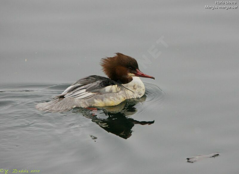 Common Merganser