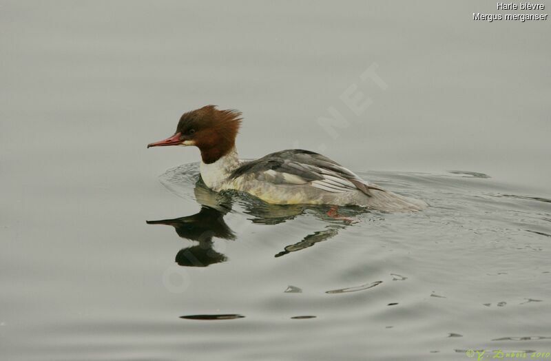 Common Merganser