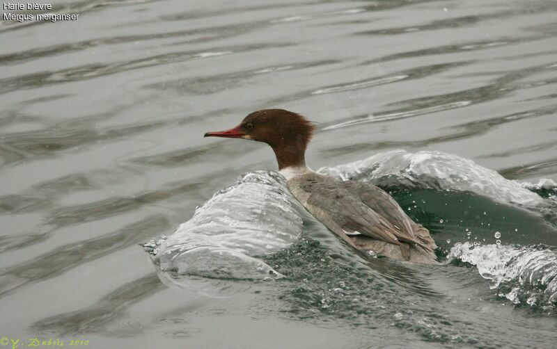 Common Merganser