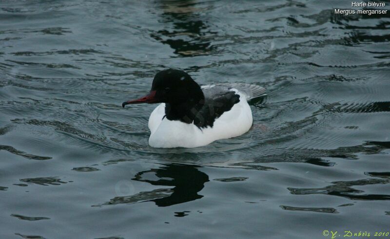 Common Merganser