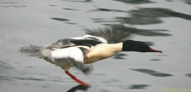 Common Merganser