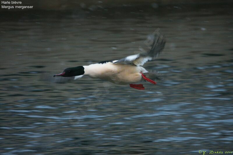 Common Merganser