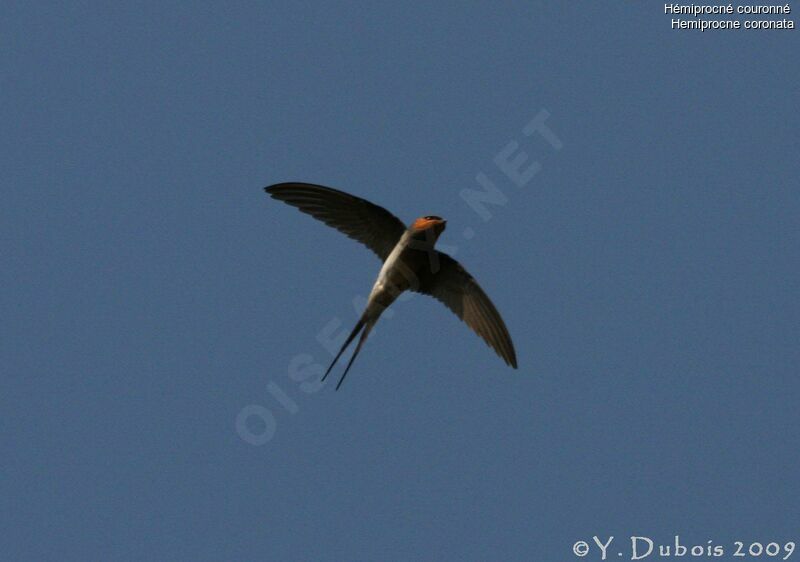 Crested Treeswift