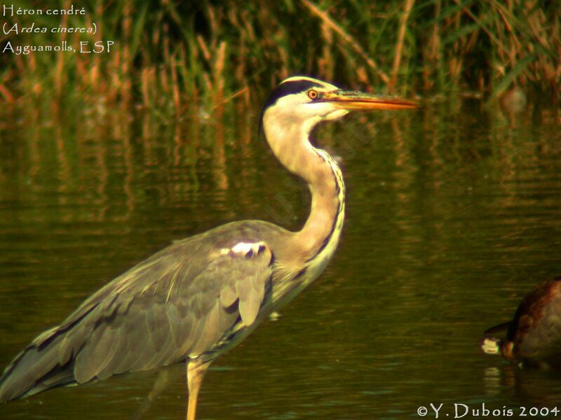 Grey Heron