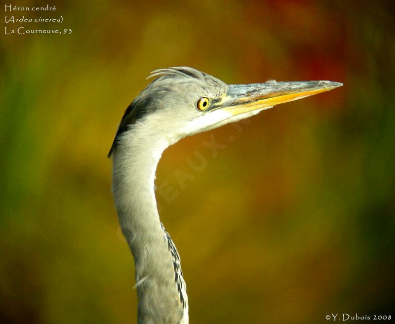 Grey Heron