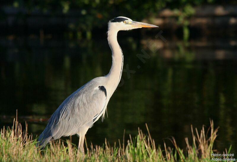 Grey Heron