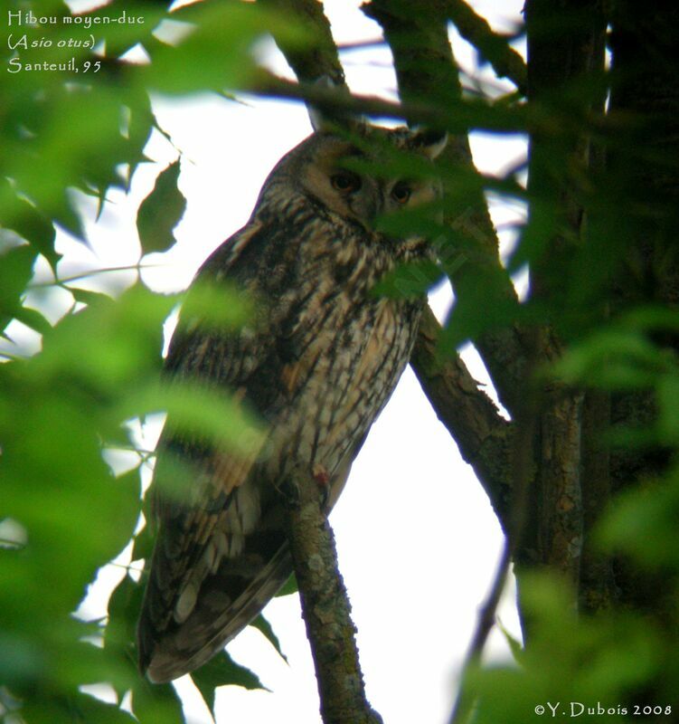 Long-eared Owl