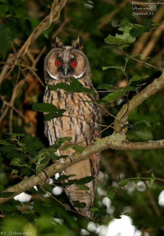 Long-eared Owl