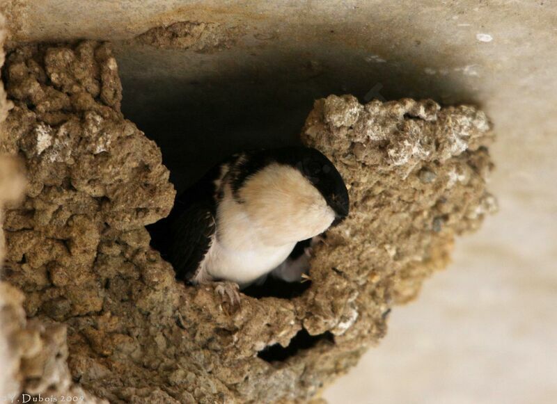 Western House Martin