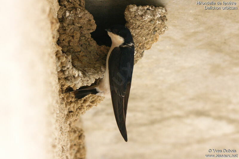 Western House Martin