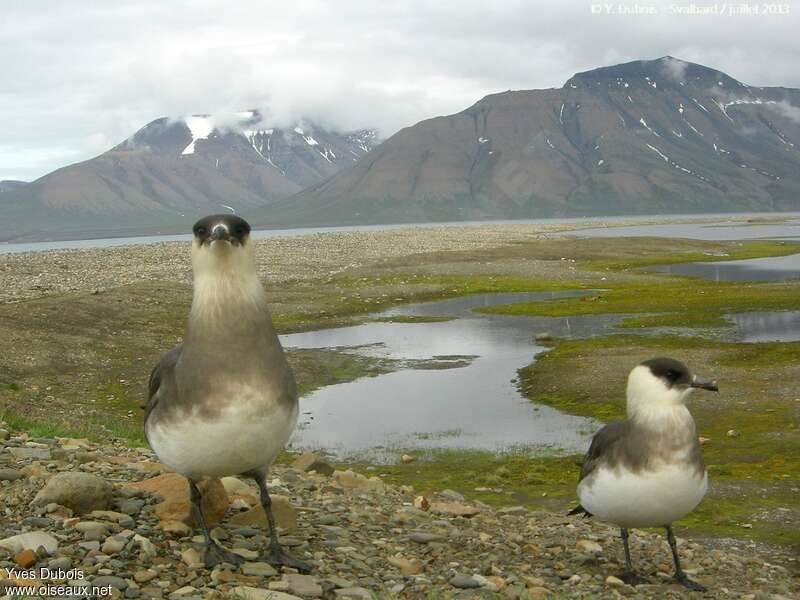 Parasitic Jaegeradult breeding, habitat