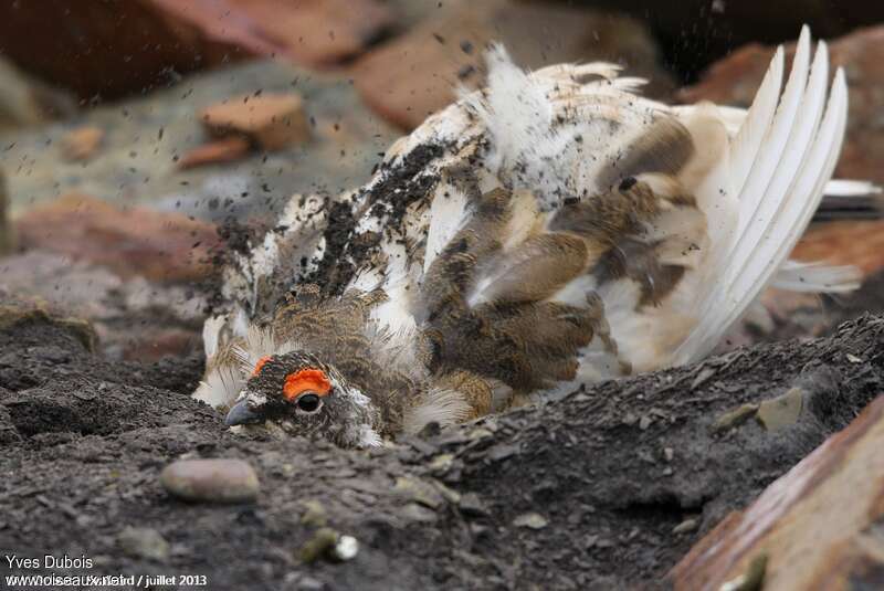 Rock Ptarmigan male adult, care