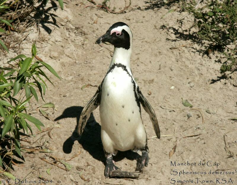 African Penguin