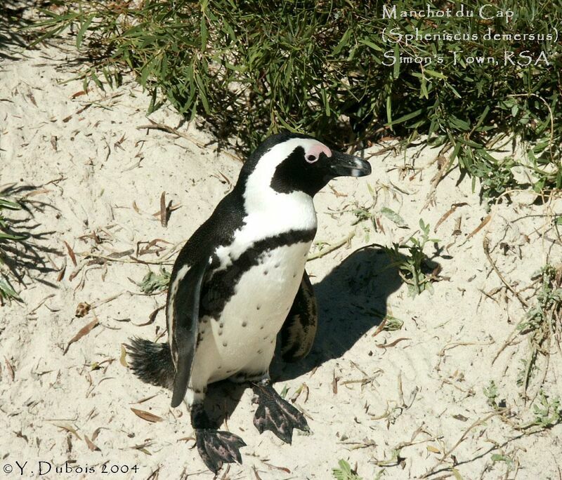 African Penguin