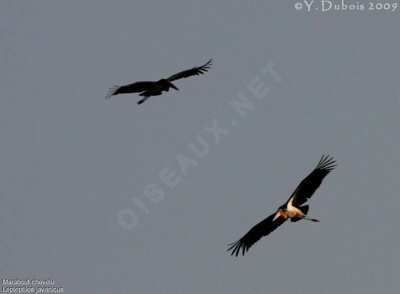 Lesser Adjutant