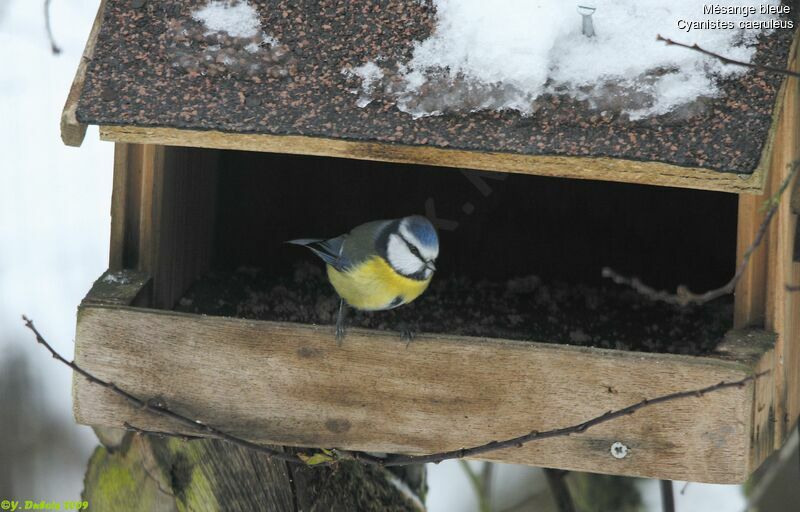 Eurasian Blue Tit