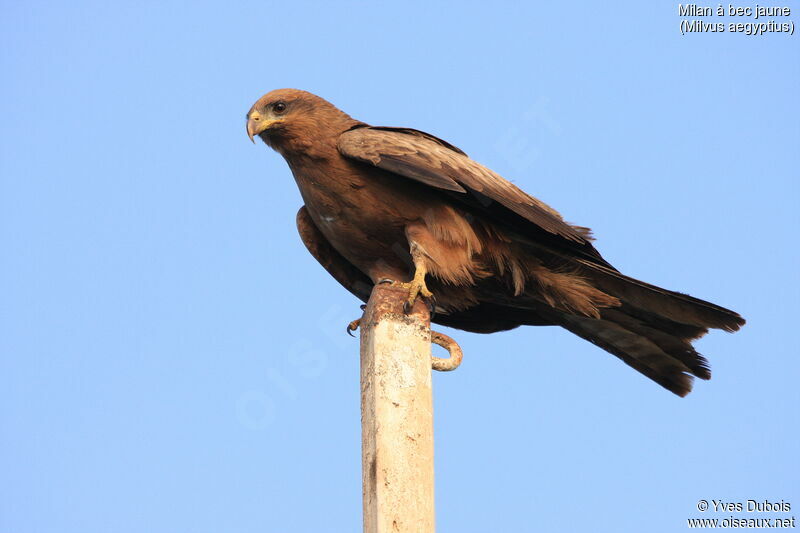 Yellow-billed Kite