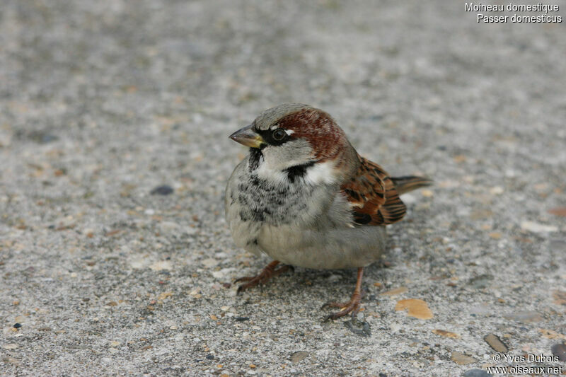 Moineau domestique