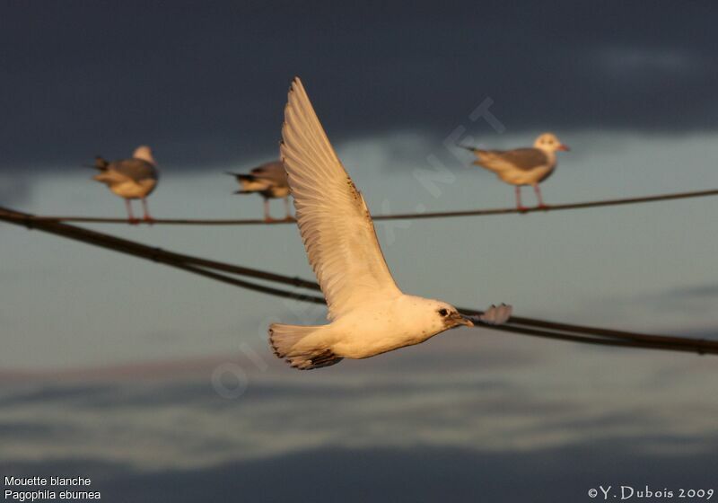 Ivory Gull