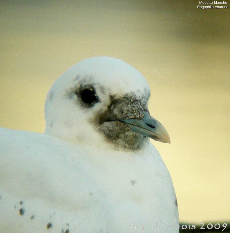 Ivory Gull