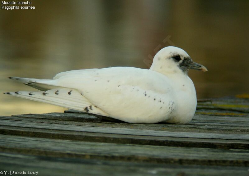 Ivory Gull