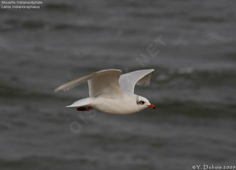 Mouette mélanocéphale