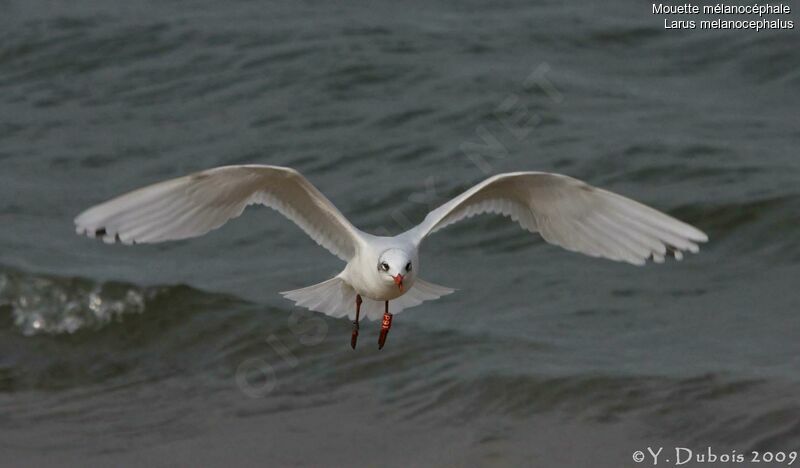 Mediterranean Gull