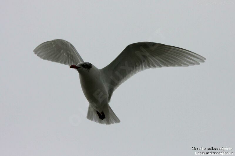 Mediterranean Gull, Flight