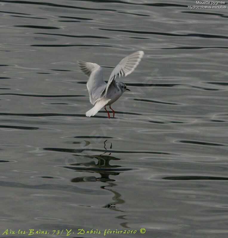 Little Gull