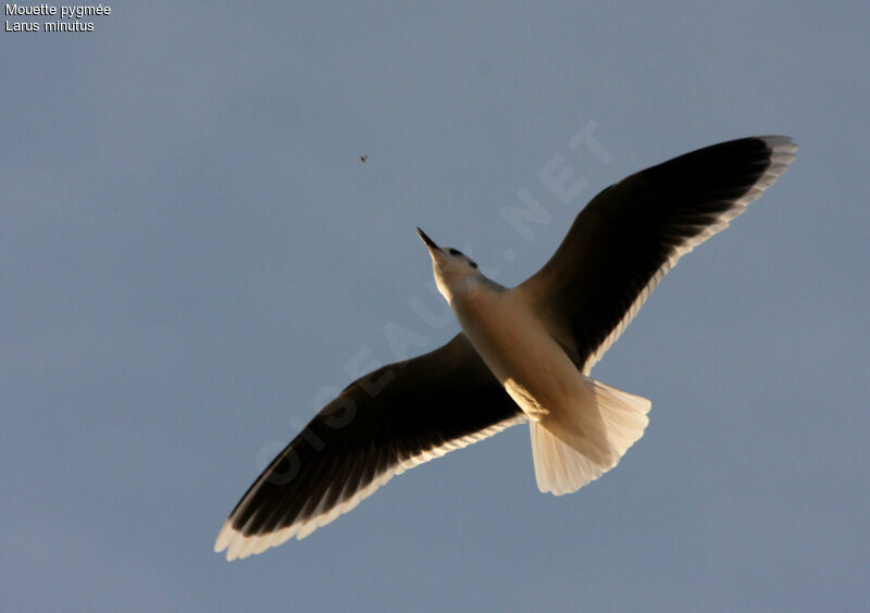 Little Gull