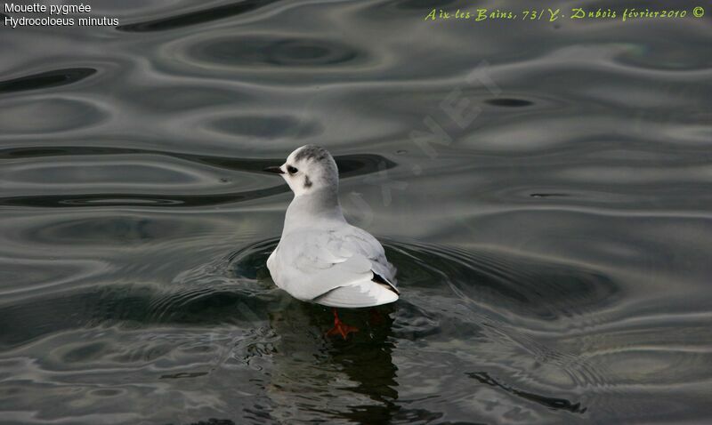 Mouette pygmée