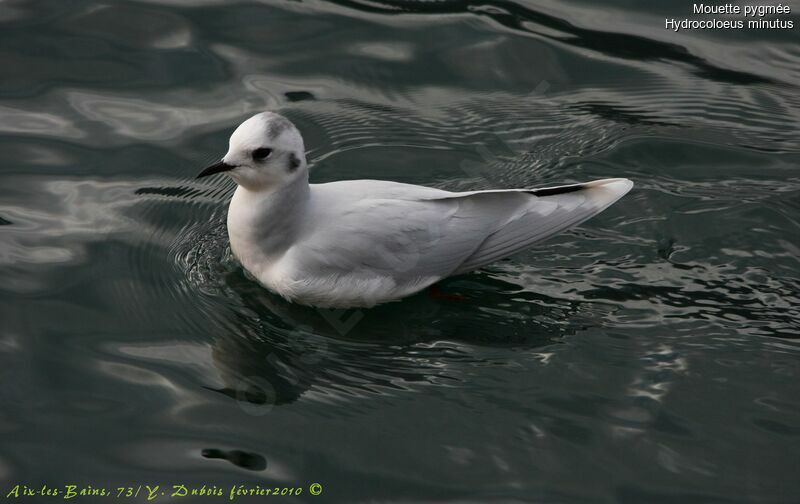 Little Gull