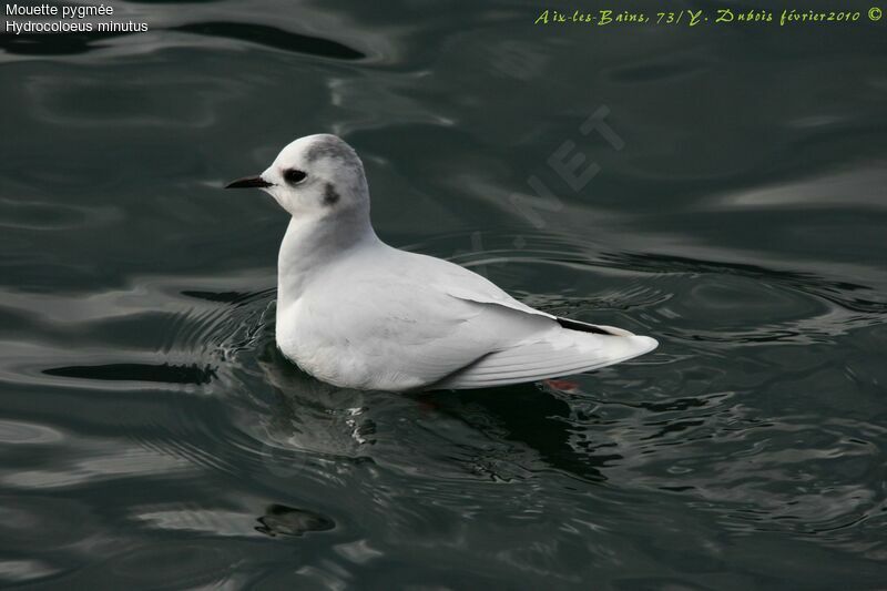 Little Gull