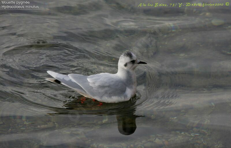 Mouette pygmée