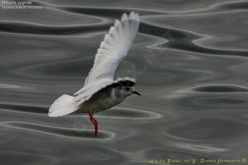 Little Gull