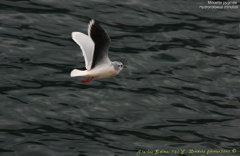 Little Gull