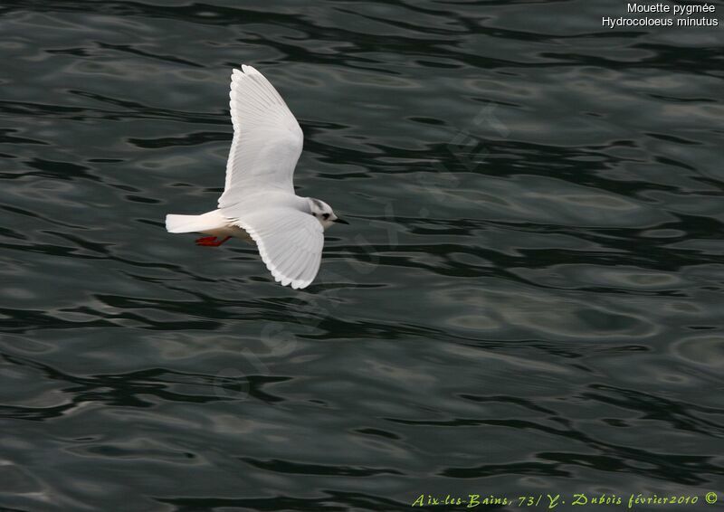 Little Gull