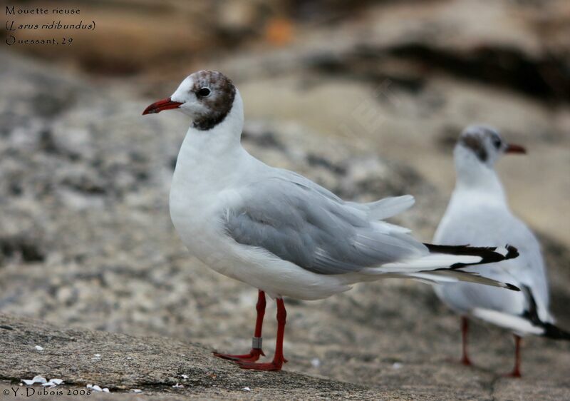 Black-headed Gull