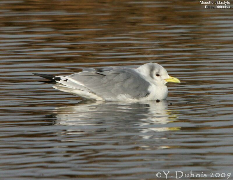 Black-legged Kittiwake