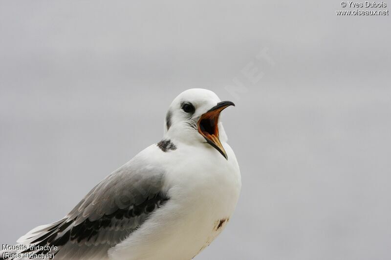 Black-legged Kittiwake