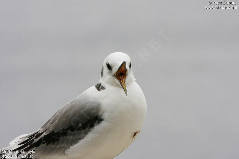 Black-legged Kittiwake