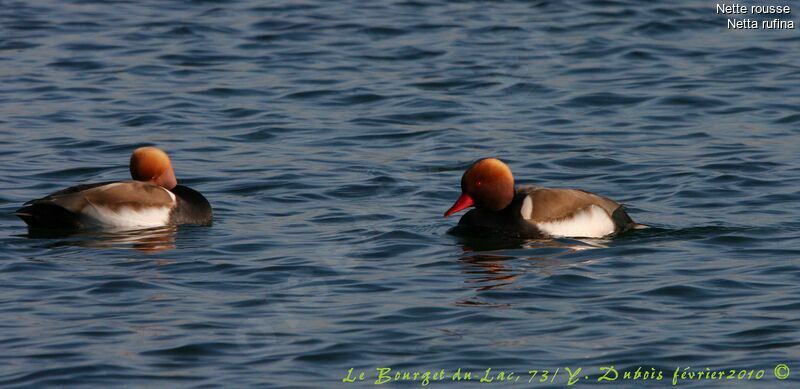 Red-crested Pochard