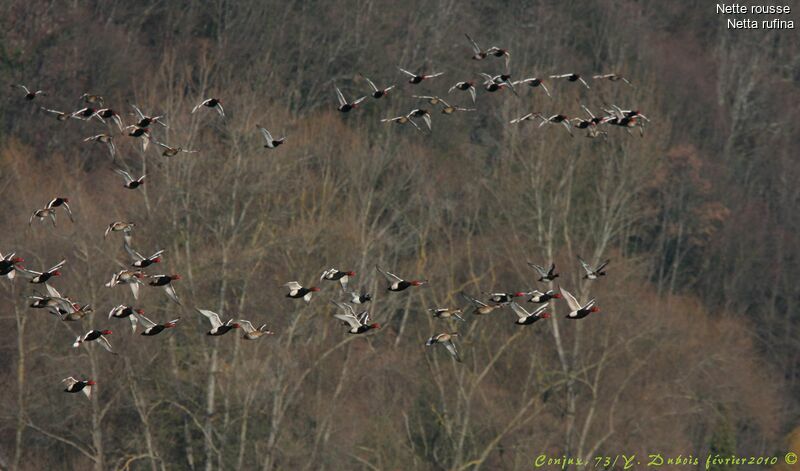 Red-crested Pochard