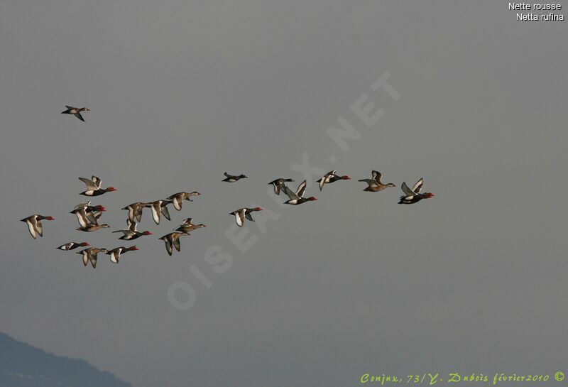 Red-crested Pochard