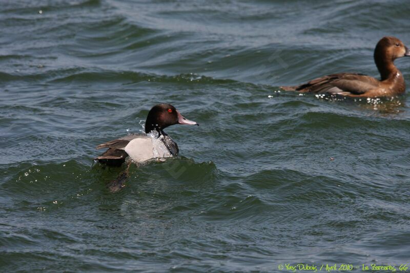 Red-crested Pochard