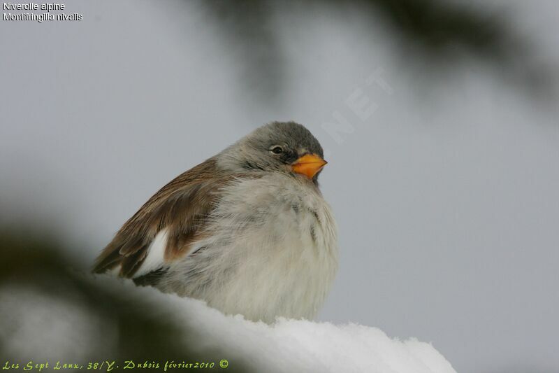 White-winged Snowfinch